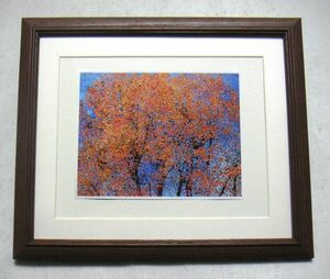 Art hand Auction ◆Komukae Tokuchinobu Autumn Leaves offset reproduction, wooden frame included, immediate purchase◆, Painting, Oil painting, Nature, Landscape painting