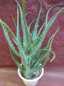  tree . aloe ( Kidachi aloe ). person ... potted plant 