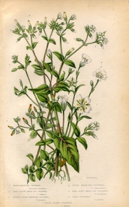 1854年 Pratt 多色石版画 英国の顕花植物 ナデシコ科 ミミナグサ属 オランダミミナグサ セイヨウミミナグサなど7種