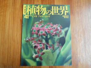 ★　週刊　 朝日百科 　植物の世界41　ミズキ　アオキ　ヒルギ　タカ58