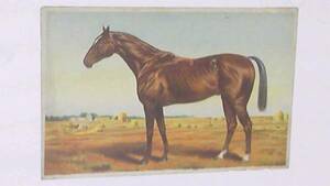  war front picture postcard horse. picture postcard 