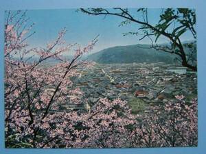 古い絵葉書 鳴門 妙見山公園 桜 満開の桜 徳島 (E57)