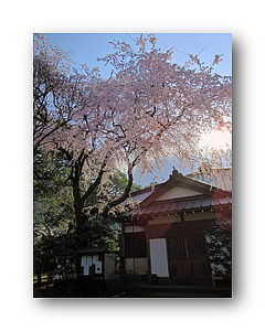 オリジナル フォト ポストカード 2012/4/9 箱根 早雲寺 枝垂桜2