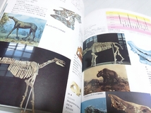 【古本】中国の恐竜展 魚類から猿人までの4億年 パンフレット_画像3