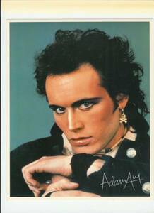 adam ant 非売品　ピンナップ　　新品