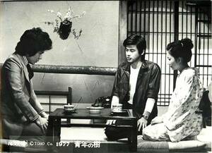 p6863三浦友和檀ふみ『青年の樹(1977』美品