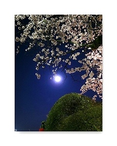 オリジナル フォト ポストカード 2009/4/8 小田原 月と夜桜