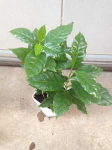 珈琲の木(コーヒーの木)3本植え鉢植え