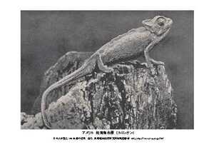  immediate bid, 100 year front reissue picture postcard, New York zoo, chameleon, one sheets 
