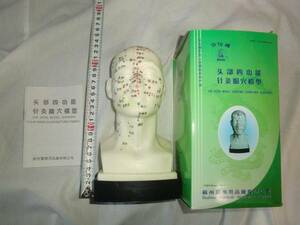 頭部針灸経穴模型　学習用に。THE HEAD MODEL　