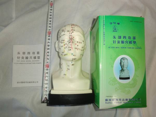 頭部針灸経穴模型 学習用に。THE HEAD MODEL