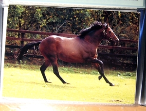 ●少し前の、競馬：TONY BIN。ポストカード