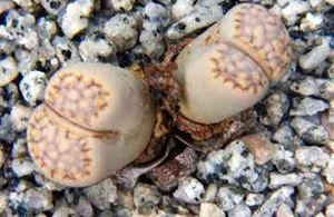 リトープス　ロークシー　　　 種子5 seed