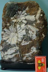 74 root tail production chrysanthemum stone table 2 flower reverse side 2 flower 