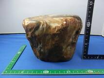木化石－1：　約１５cm　ｘ　１０cm　ｘ　１２cm　上部磨きあり_画像1