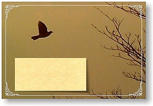 オリジナル フォト ポストカード メッセージカード 鳥