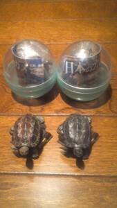  nature Technica la- japanese turtle k SaGa me two kind set 