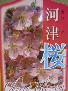 河津桜 南桜苗木