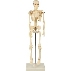 人体骨格 模型の値段と価格推移は？｜45件の売買情報を集計した人体 