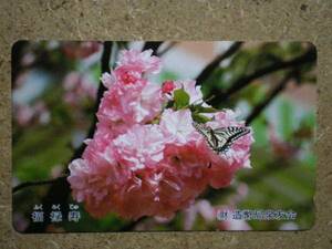 hana* Sakura luck .. butterfly structure . department Izumi .. telephone card 