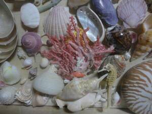  one point thing! rare *. specimen * frame * coral * seahorse * rare . shell * sea! interior! collection! objet d'art! decoration thing! ornament! specimen! miscellaneous goods 